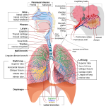 RespiratorySystem.png