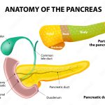 Pancreas.jpeg